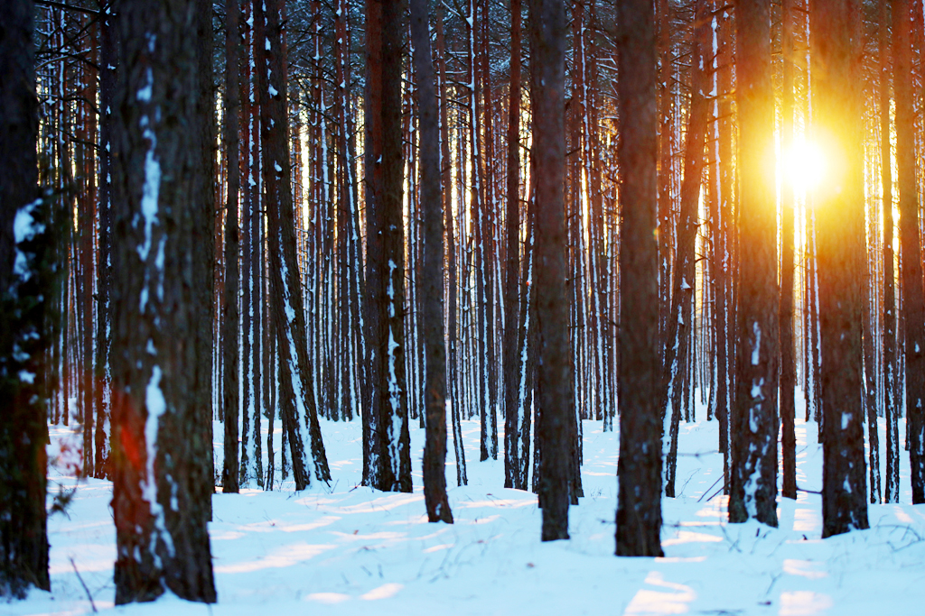 Fotografia zachodu słońca w lesie zrobiona w Borach Tucholskich, autorstwa Ani Wilanowskiej