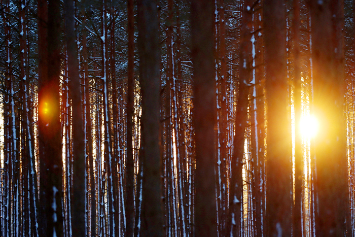 Fotografia zachodu słońca w lesie zrobiona w Borach Tucholskich, autorstwa Ani Wilanowskiej