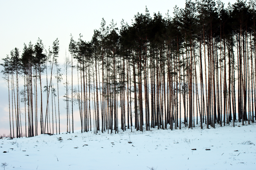 Fotografia lasu o zmierzchu zrobiona w Borach Tucholskich, autorstwa Ani Wilanowskiej