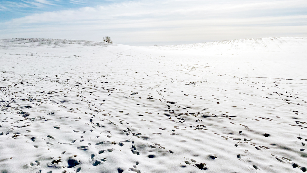 Fotografia śniegu ze śladami kopyt zrobiona w Borach Tucholskich, autorstwa Ani Wilanowskiej