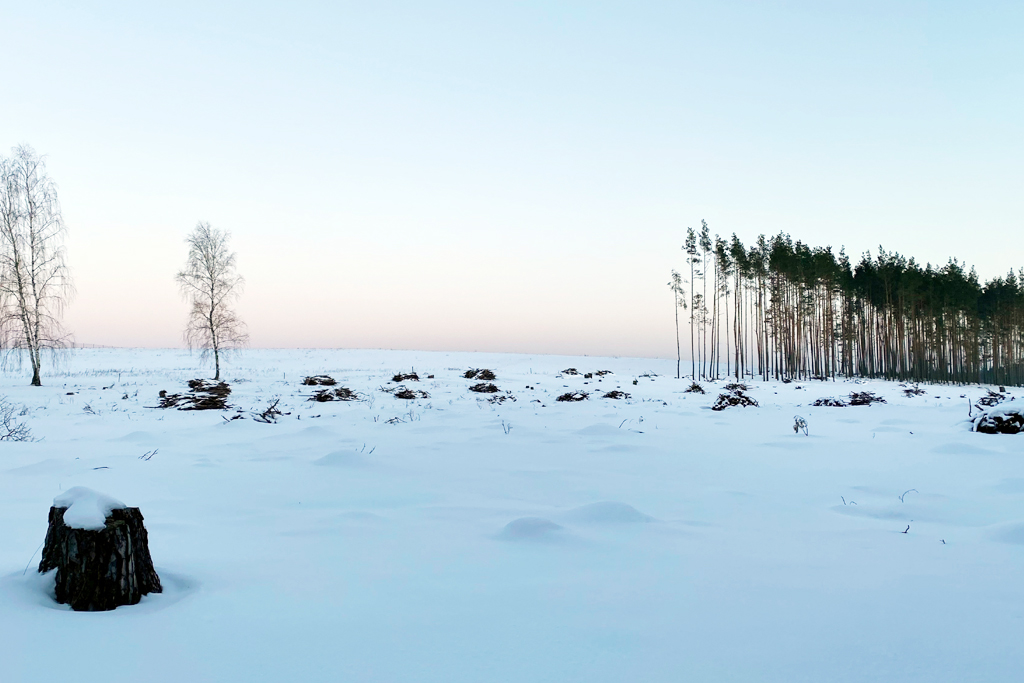Fotografia lasu o zmierzchu zrobiona w Borach Tucholskich, autorstwa Ani Wilanowskiej
