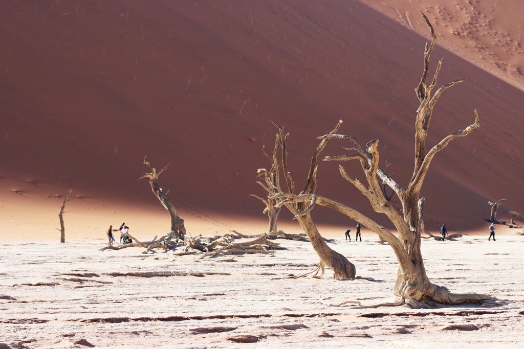 Fotografia drzew w Deadvlei zrobiona w Namibii, autorstwa Ani Wilanowskiej