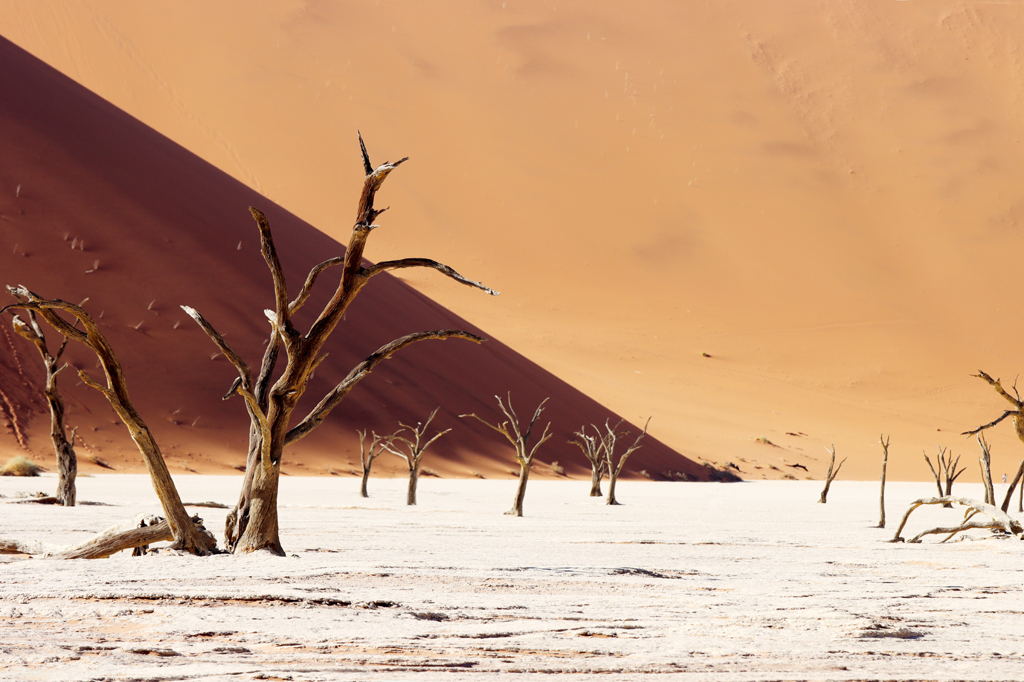 Fotografia drzew w Deadvlei zrobiona w Namibii, autorstwa Ani Wilanowskiej