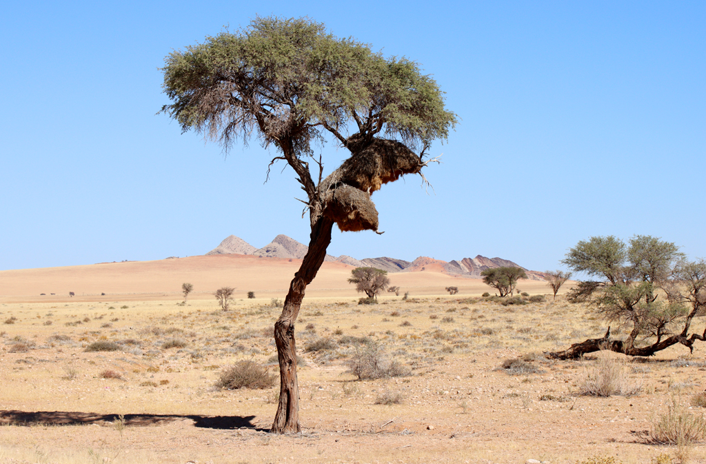Fotografia gniazd ptaków zrobiona w Namibii, autorstwa Ani Wilanowskiej