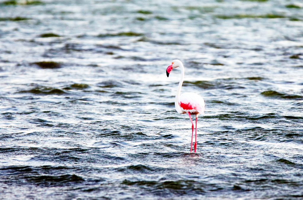 Fotografia flaminga w Walvis Bay w Namibii, autorstwa Ani Wilanowskiej