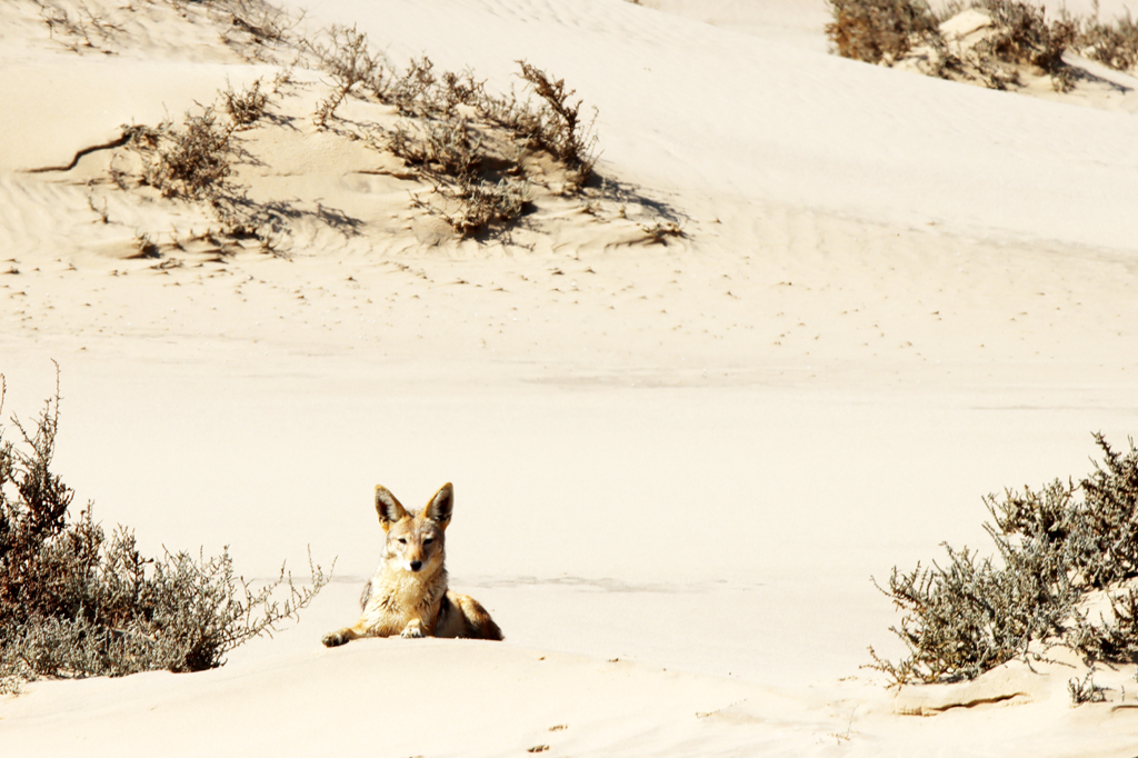 Fotografia szakala zrobiona w Namibii, autorstwa Ani Wilanowskiej