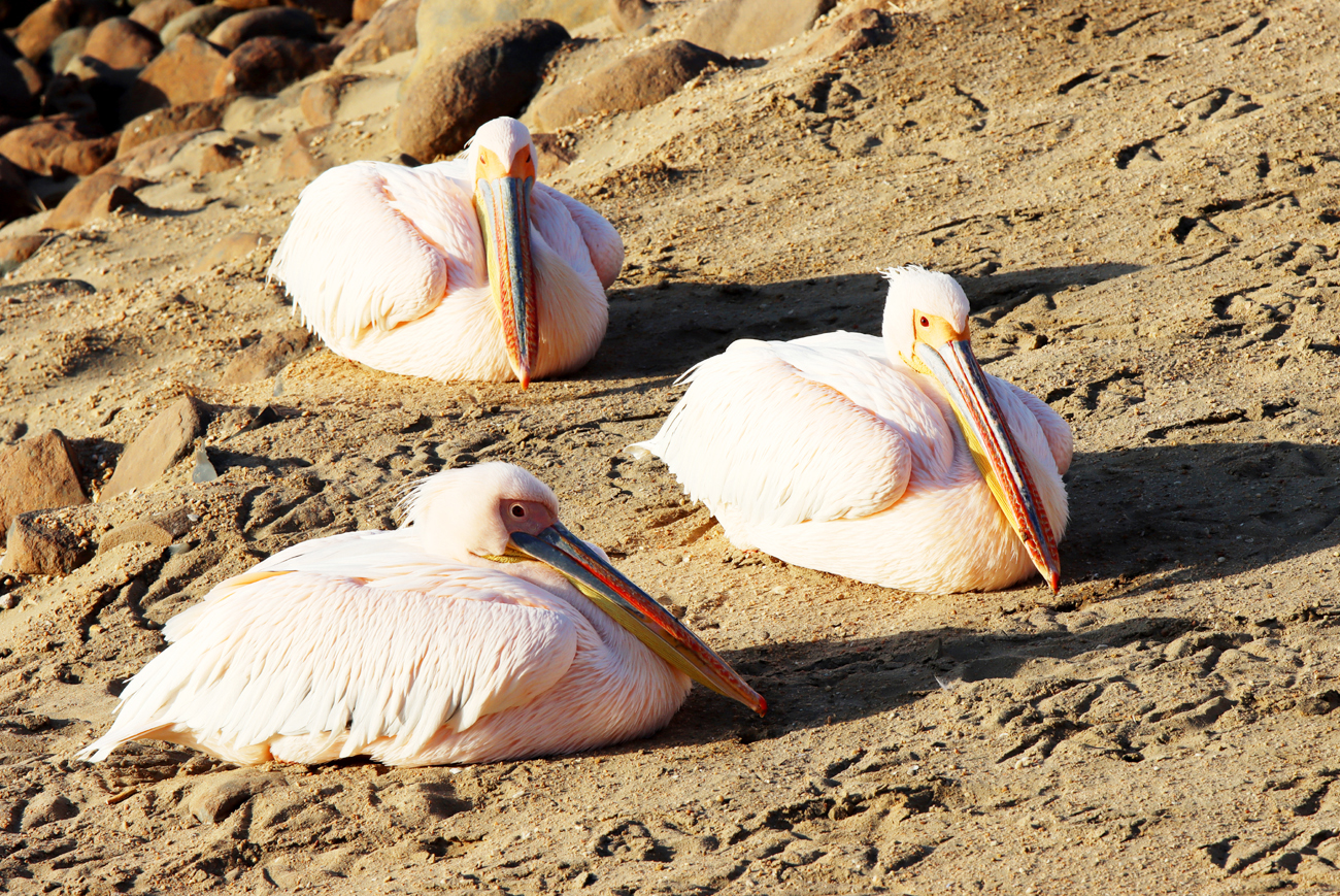Fotografia 3 pelikanów zrobiona w Namibii, autorstwa Ani Wilanowskiej