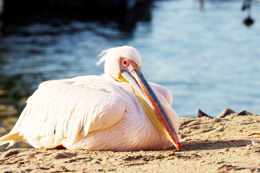 Fotografia pelikana zrobiona w Namibii, autorstwa Ani Wilanowskiej