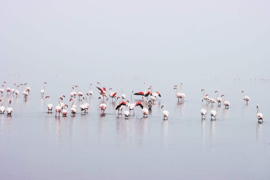 Fotografia flamingów w Walvis Bay w Namibii, autorstwa Ani Wilanowskiej