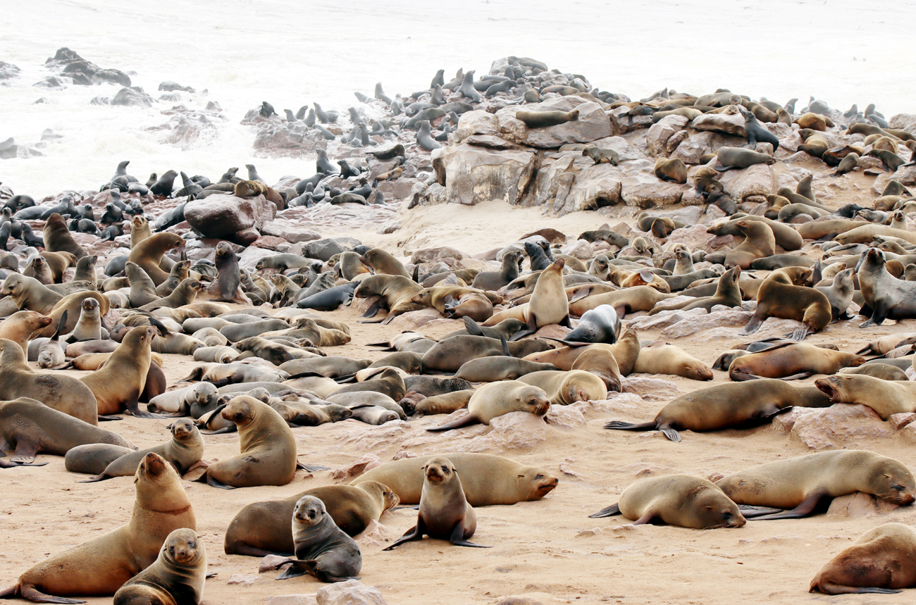 Fotografia kolonii fok na przylądku Cape Cross zrobiona w Namibii, autorstwa Ani Wilanowskiej