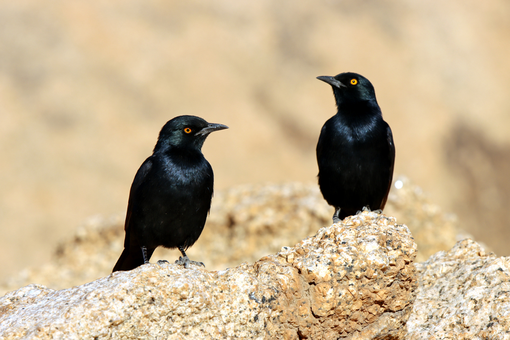 Fotografia ptaków - Błyszczaków lśniących w Namibii, autorstwa Ani Wilanowskiej