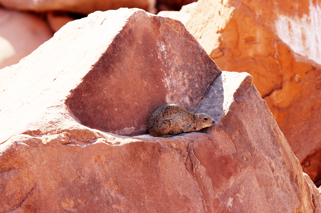 Fotografia zwierzęcia Góralka skalnego zrobiona w Damaraland w Namibii, autorstwa Ani Wilanowskiej