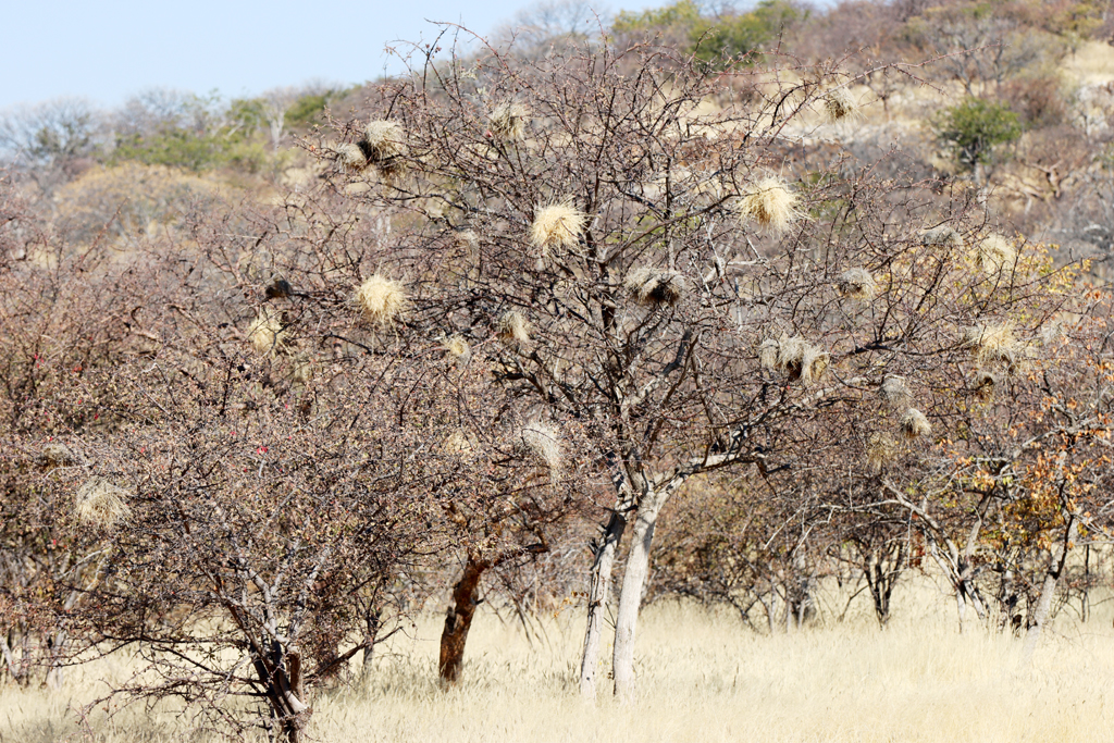 Fotografia gniazd ptaków - Dziergaczy białobrewych, zrobiona w Namibii, autorstwa Ani Wilanowskiej