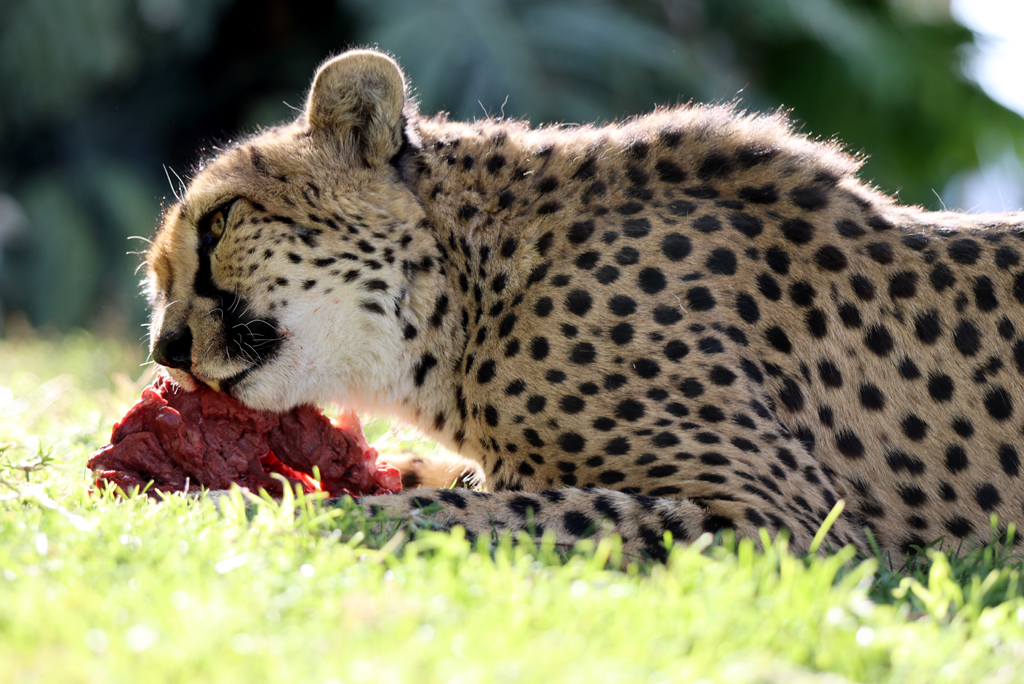 Fotografia geparda zrobiona w Namibii, autorstwa Ani Wilanowskiej