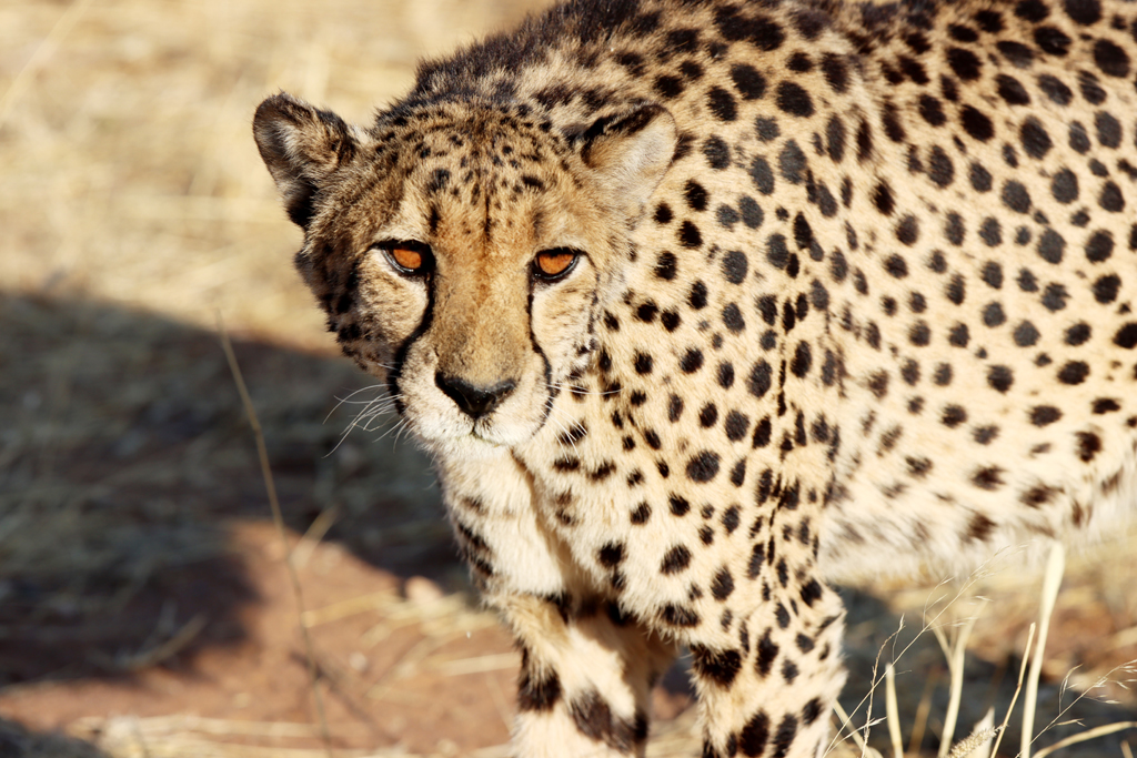 Fotografia geparda zrobiona w Parku Narodowym Etosha w Namibii, autorstwa Ani Wilanowskiej