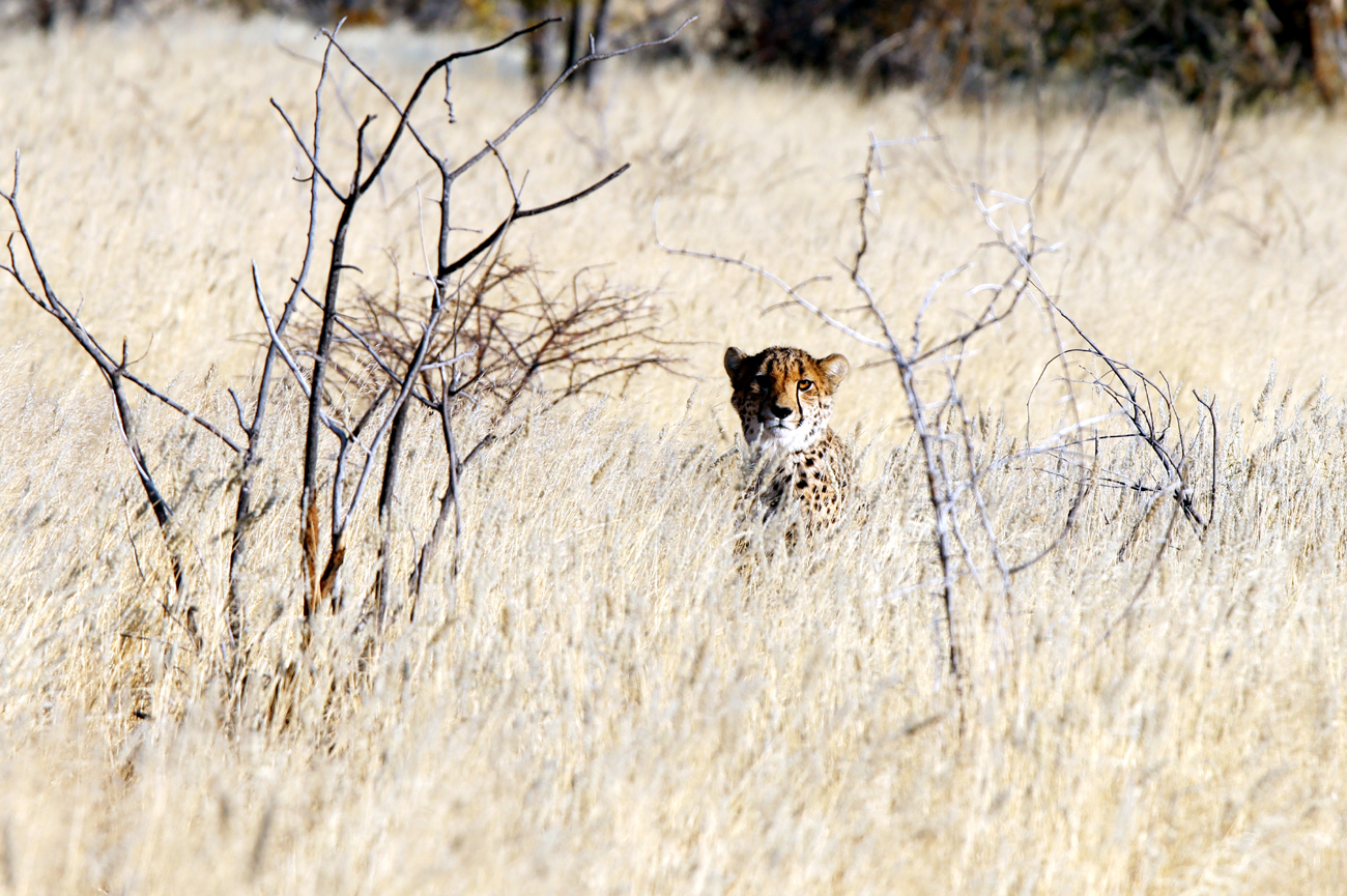 Fotografia geparda  zrobiona w Namibii, autorstwa Ani Wilanowskiej