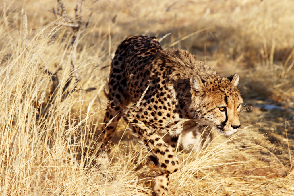 Fotografia geparda zrobiona w Parku Narodowym Etosha w Namibii, autorstwa Ani Wilanowskiej