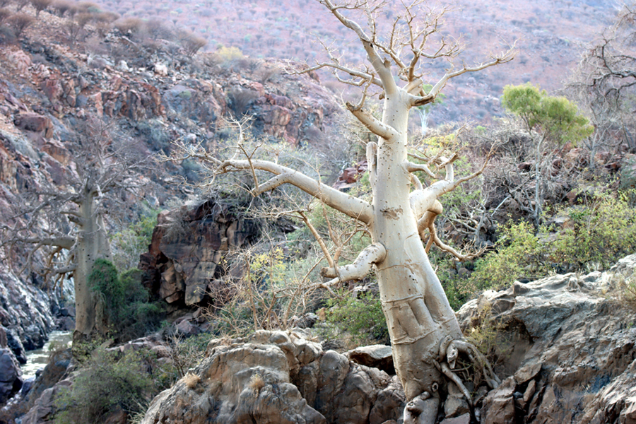 Fotografia drzew Moringa nad wodospadem Epupa Falls na rzece Kunene w Namibii, autorstwa Ani Wilanowskiej
