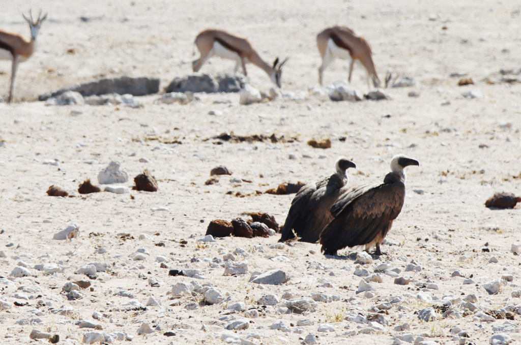 Fotografia sępów zrobiona w Parku Narodowym Etosha w Namibii, autorstwa Ani Wilanowskiej