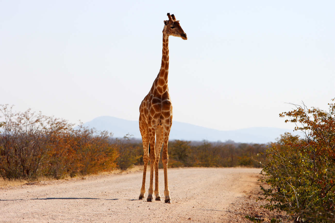 Fotografia żyrafy zrobiona w Parku Narodowym Etosha w Namibii, autorstwa Ani Wilanowskiej