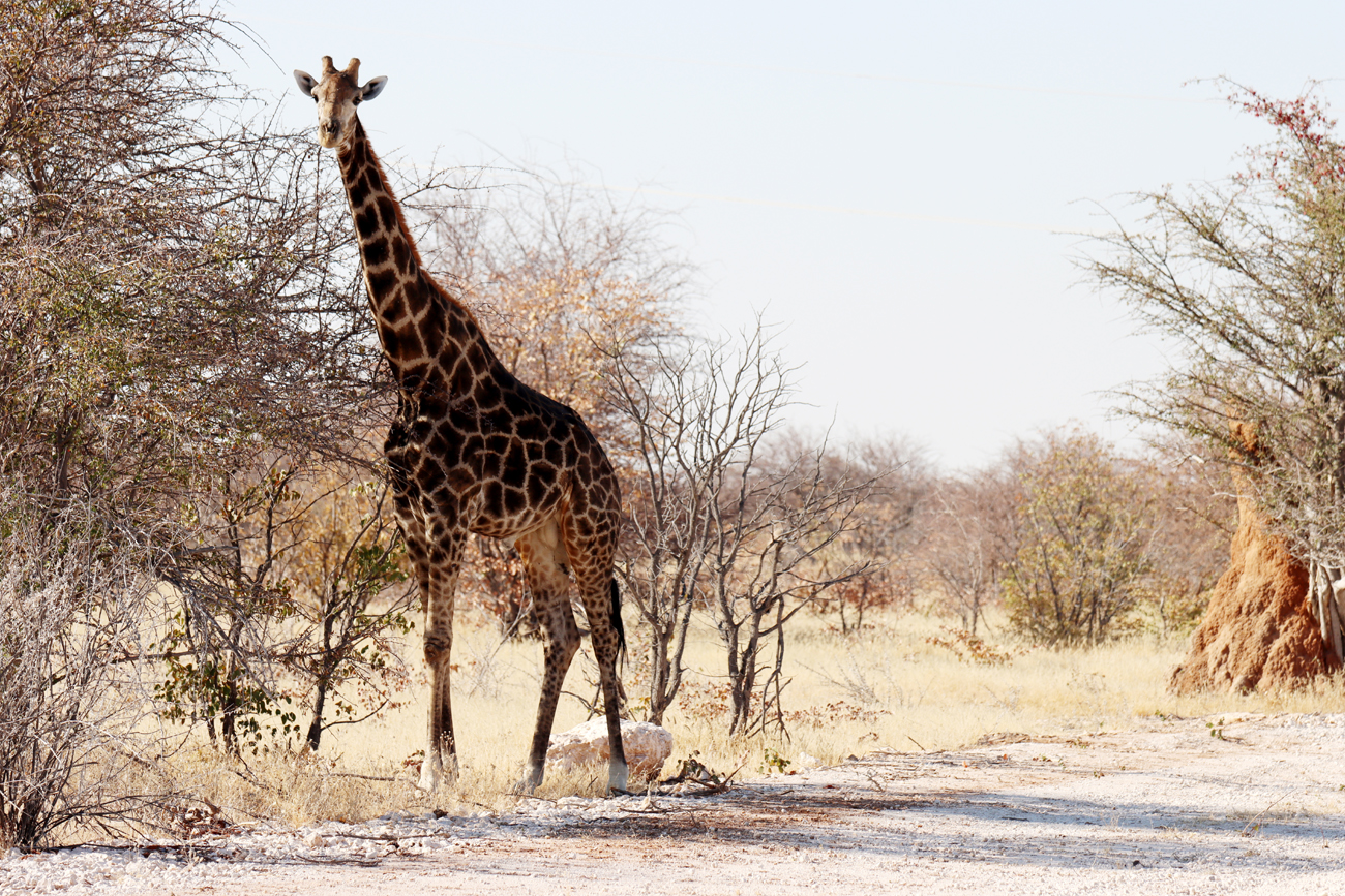 Fotografia żyrafy zrobiona w Parku Narodowym Etosha w Namibii, autorstwa Ani Wilanowskiej