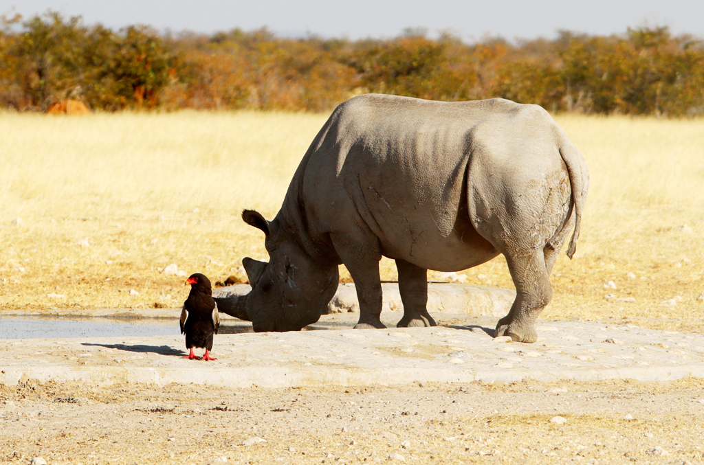 Fotografia nosorożca zrobiona w Parku Narodowym Etosha w Namibii, autorstwa Ani Wilanowskiej