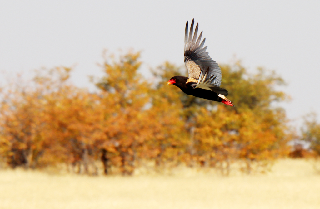 Fotografia lecącego ptaka Kuglarz zrobiona w Parku Narodowym Etosha w Namibii, autorstwa Ani Wilanowskiej