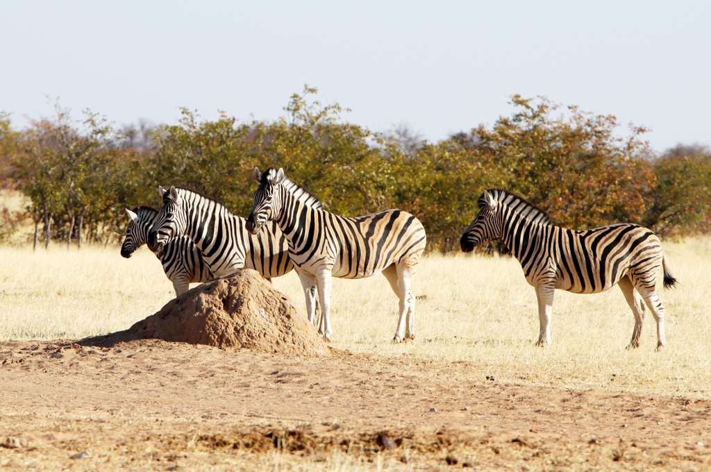 Fotografia zebr przy termitierze zrobiona w Namibii, autorstwa Ani Wilanowskiej