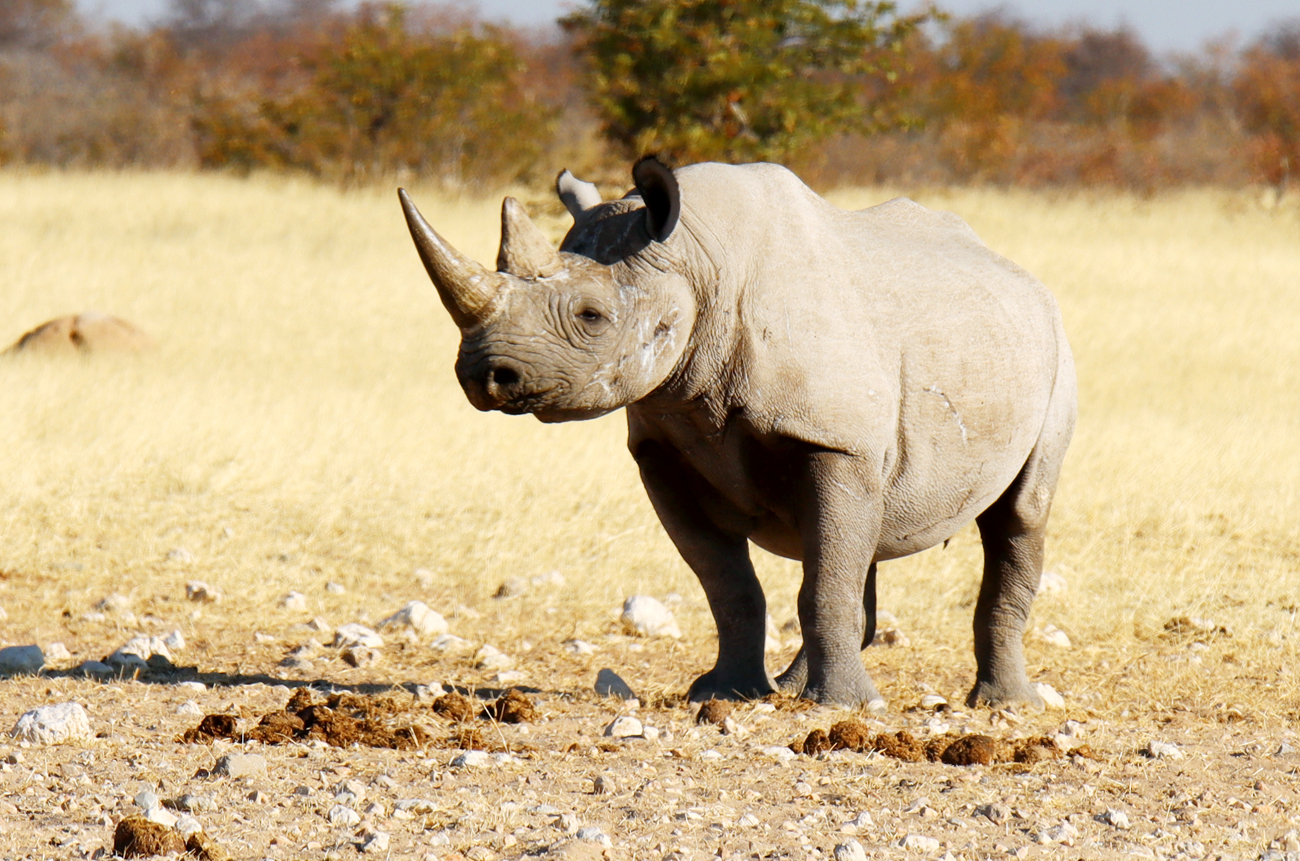 Fotografia nosorożca zrobiona w Parku Narodowym Etosha w Namibii, autorstwa Ani Wilanowskiej