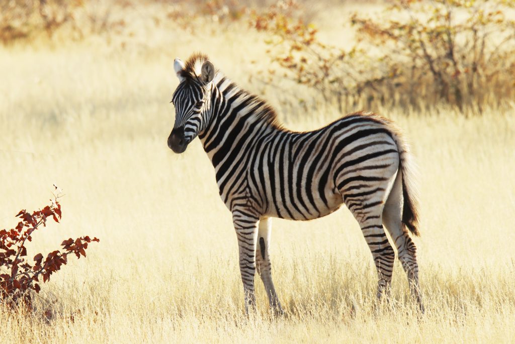 Fotografia zebry zrobiona w Parku Narodowym Etosha w Namibii, autorstwa Ani Wilanowskiej