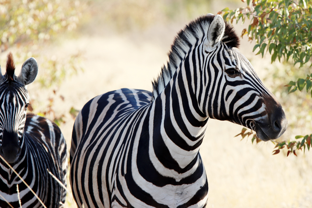 Fotografia zebr zrobiona w Namibii, autorstwa Ani Wilanowskiej