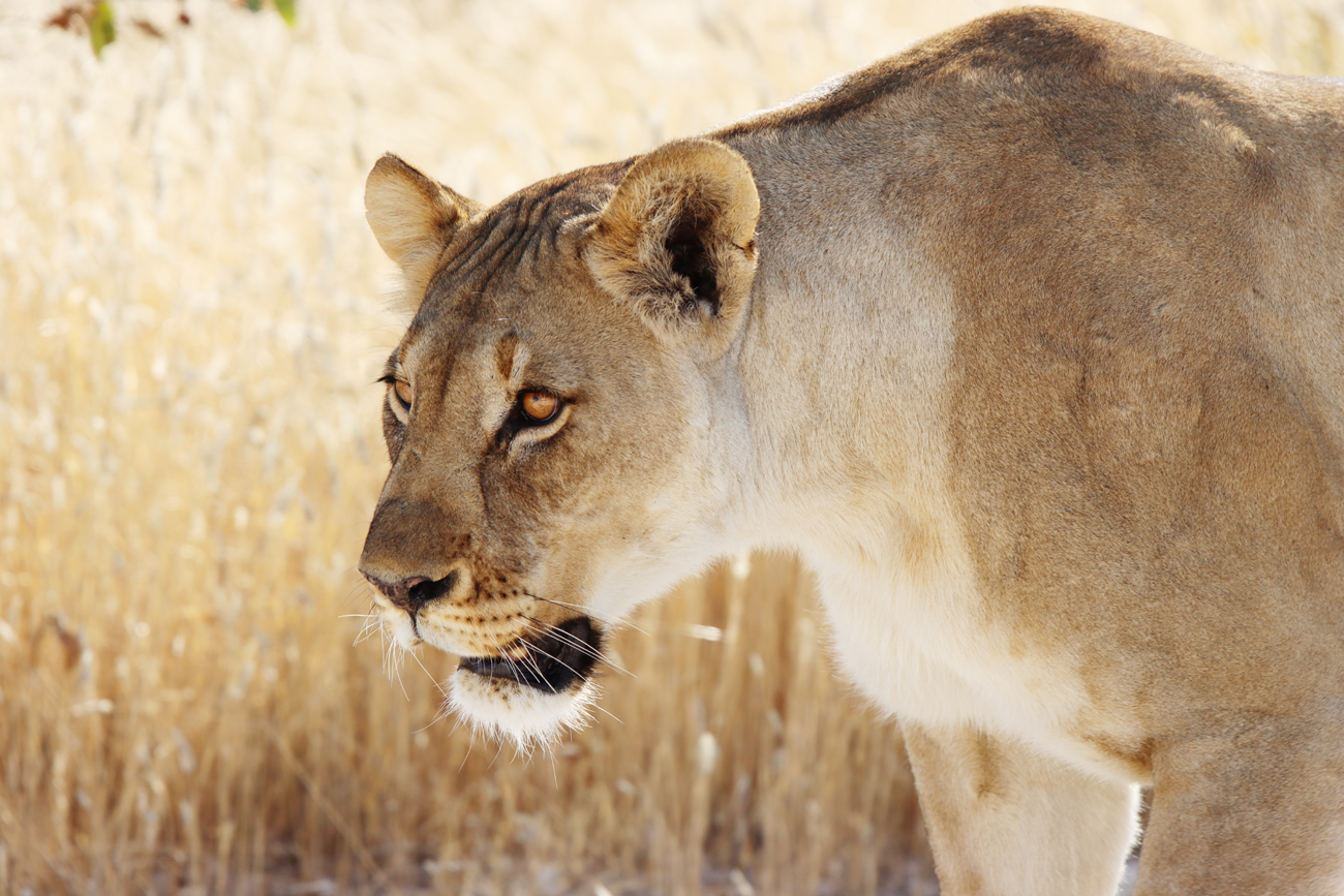 Fotografia lwicy zrobiona w Parku Narodowym Etosha w Namibii, autorstwa Ani Wilanowskiej