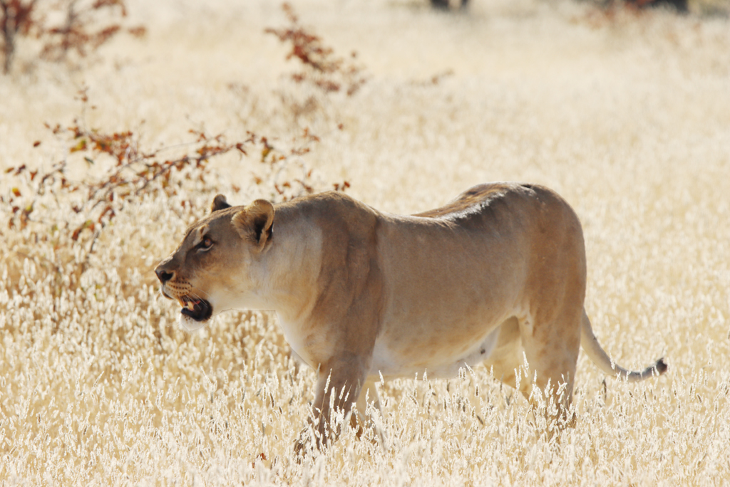 Fotografia lwicy zrobiona w Parku Narodowym Etosha w Namibii, autorstwa Ani Wilanowskiej