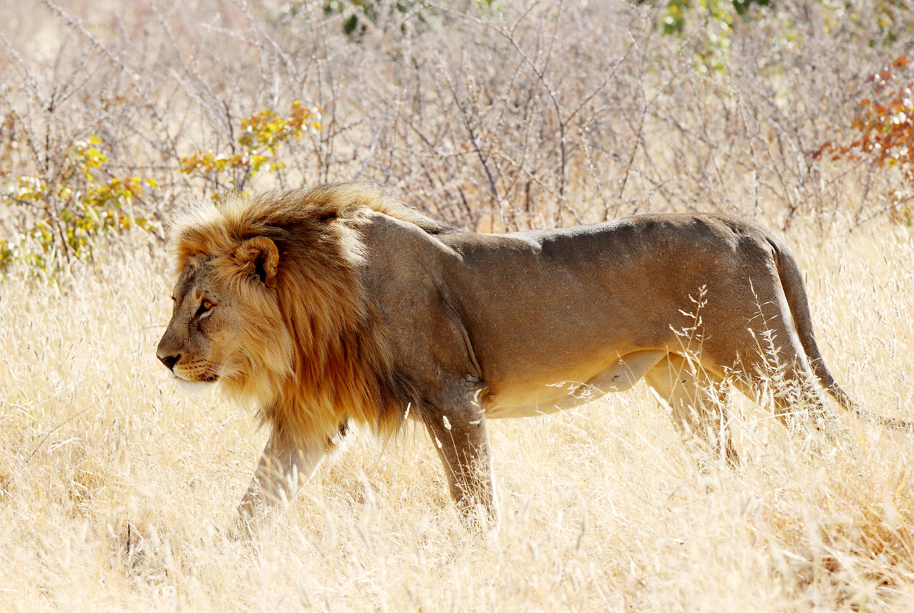 Fotografia lwa zrobiona w Parku Narodowym Etosha w Namibii, autorstwa Ani Wilanowskiej
