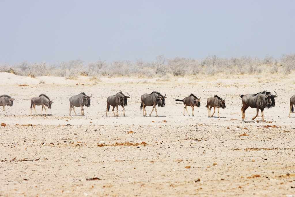 Fotografia antylop gnu zrobiona w Parku Narodowym Etosha w Namibii, autorstwa Ani Wilanowskiej