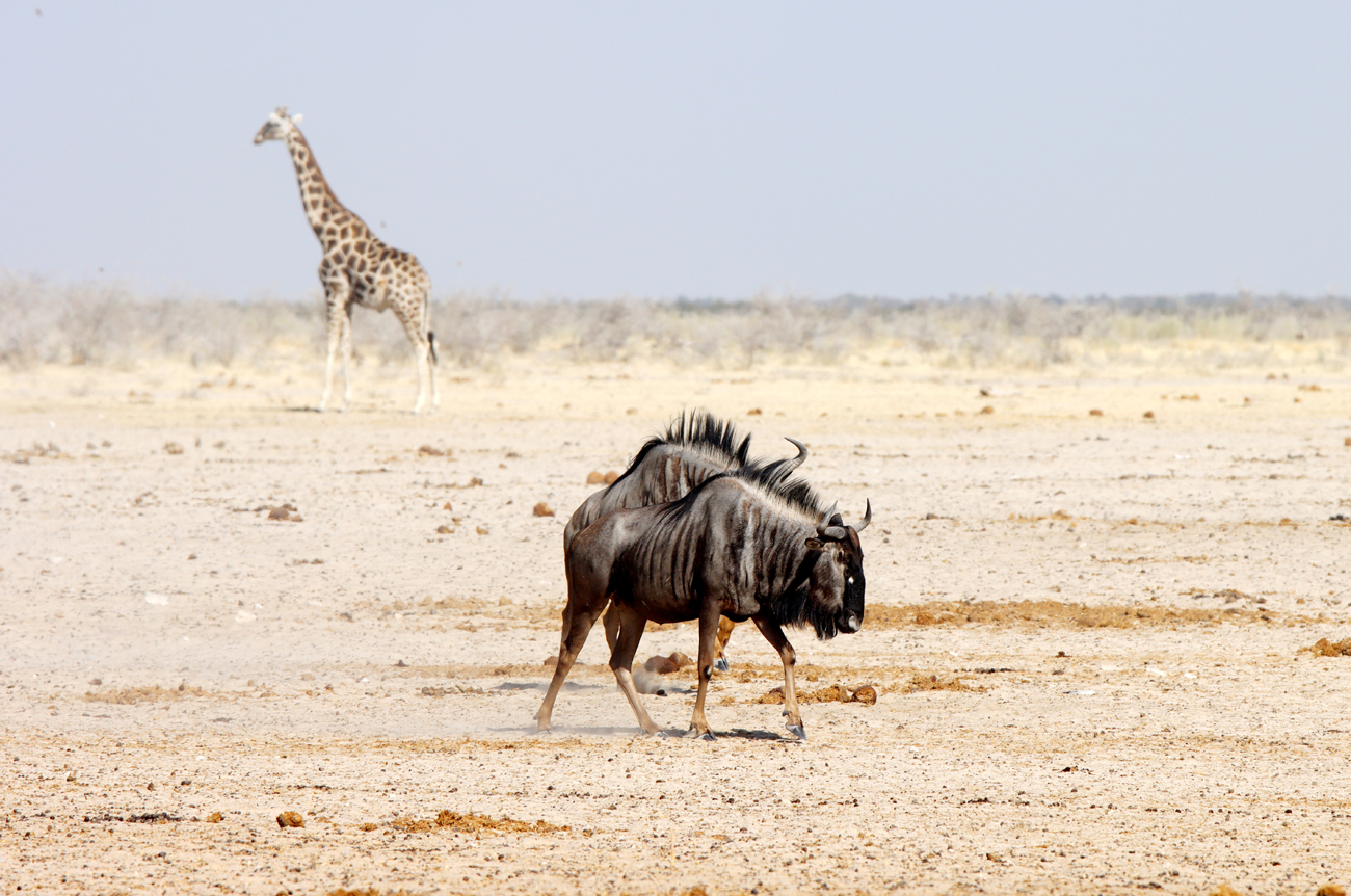 Fotografia antylopy gnu i żyrafy zrobiona w Parku Narodowym Etosha w Namibii, autorstwa Ani Wilanowskiej