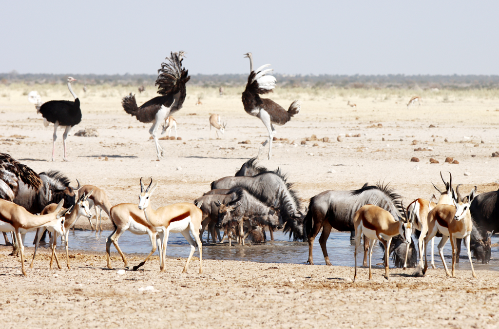 Fotografia zwierząt zrobiona w Parku Narodowym Etosha w Namibii, autorstwa Ani Wilanowskiej