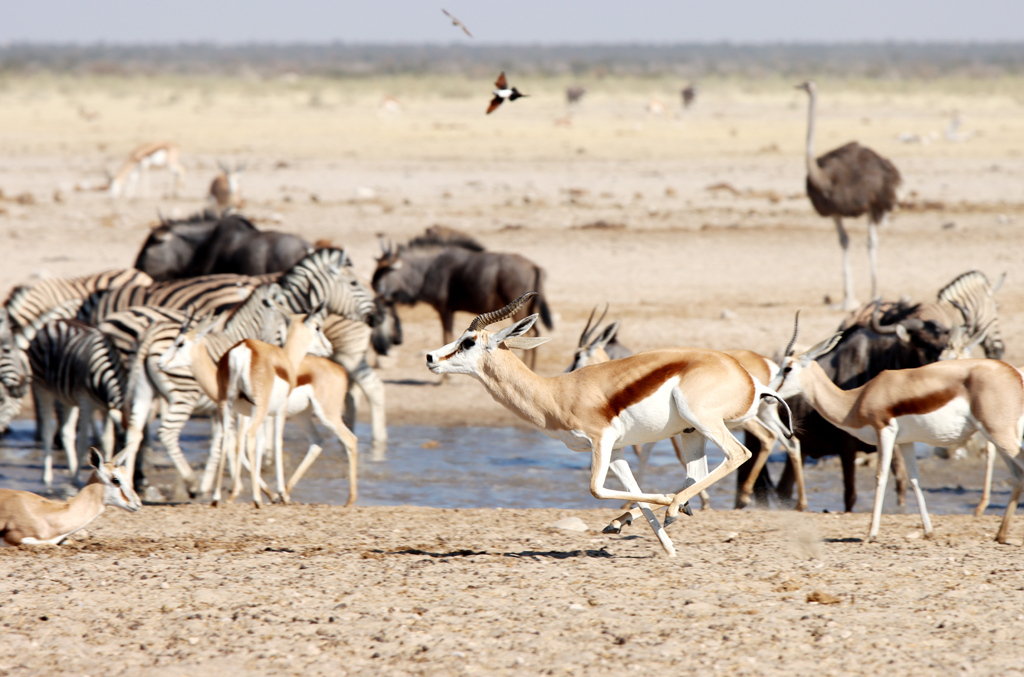 Fotografia zwierząt zrobiona w Parku Narodowym Etosha w Namibii, autorstwa Ani Wilanowskiej