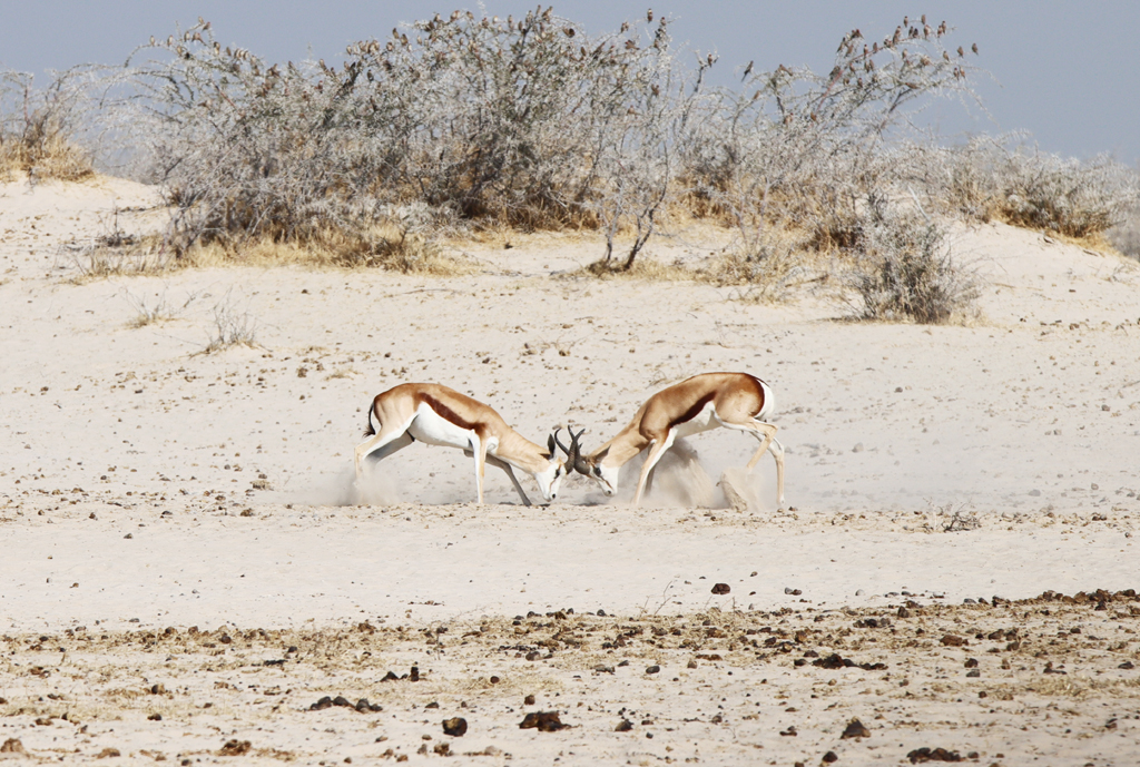 Fotografia antylop springbok zrobiona w Parku Narodowym Etosha w Namibii, autorstwa Ani Wilanowskiej