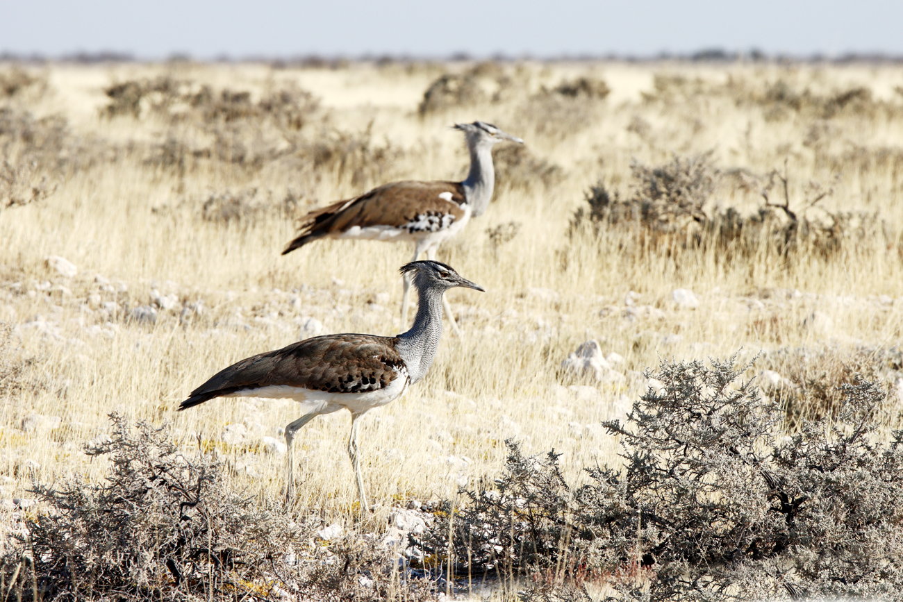 Fotografia ptaków Drop olbrzymi zrobiona w Parku Narodowym Etosha w Namibii, autorstwa Ani Wilanowskiej