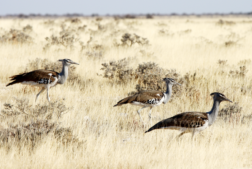 Fotografia ptaków Drop olbrzymi zrobiona w Parku Narodowym Etosha w Namibii, autorstwa Ani Wilanowskiej
