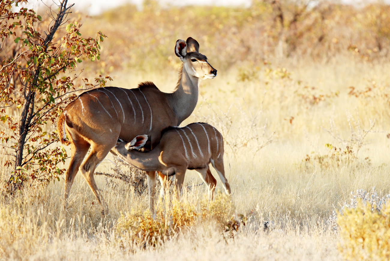 Fotografia antylop Kudu zrobiona w Parku Narodowym Etosha w Namibii, autorstwa Ani Wilanowskiej