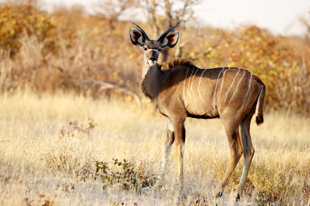 Fotografia antylopy Kudu zrobiona w Parku Narodowym Etosha w Namibii, autorstwa Ani Wilanowskiej