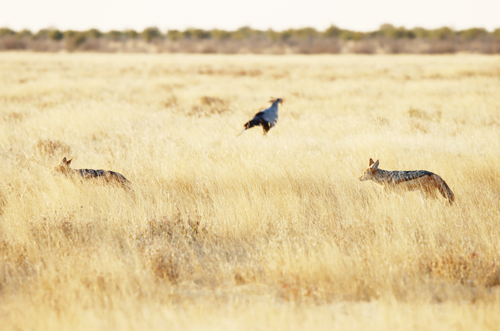 Fotografia szakali zrobiona w Parku Narodowym Etosha w Namibii, autorstwa Ani Wilanowskiej