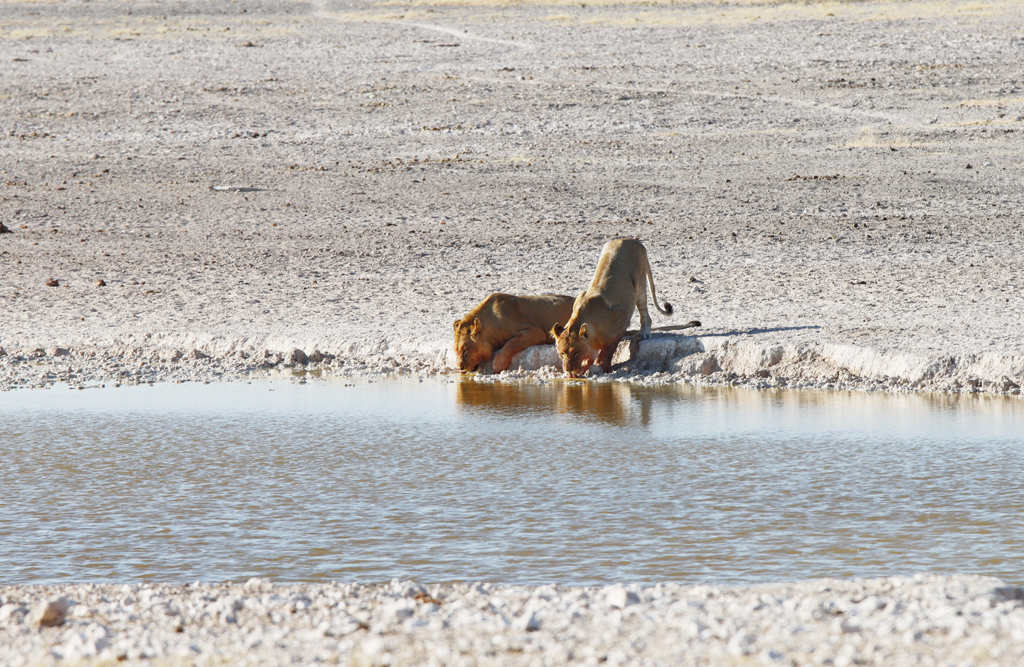 Fotografia lwów zrobiona w Parku Narodowym Etosha w Namibii, autorstwa Ani Wilanowskiej