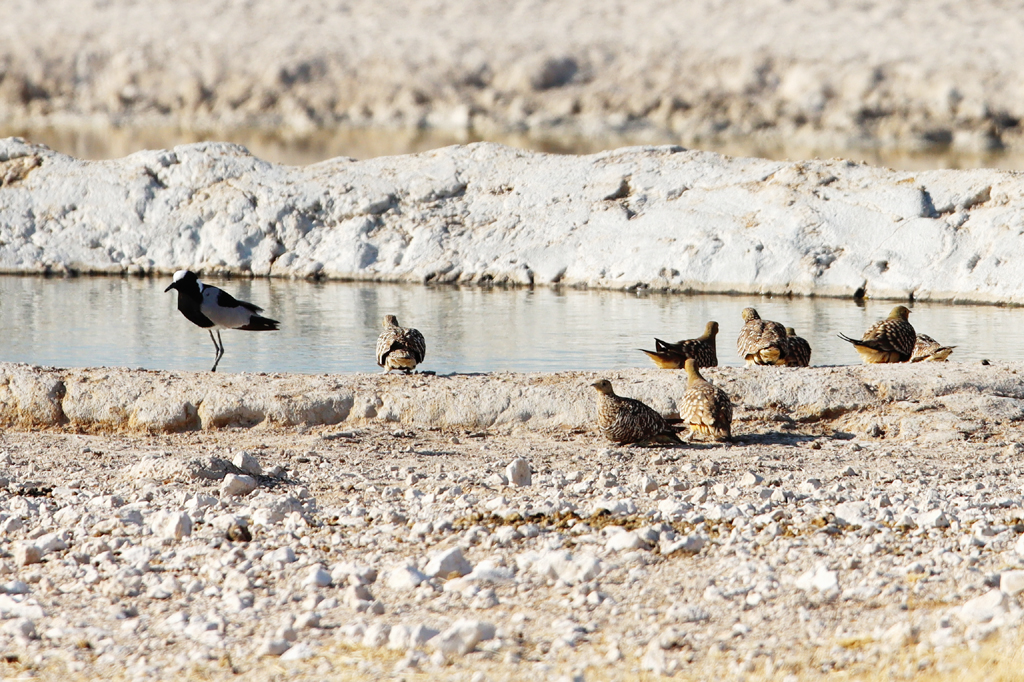 Fotografia ptaków zrobiona w Parku Narodowym Etosha w Namibii, autorstwa Ani Wilanowskiej