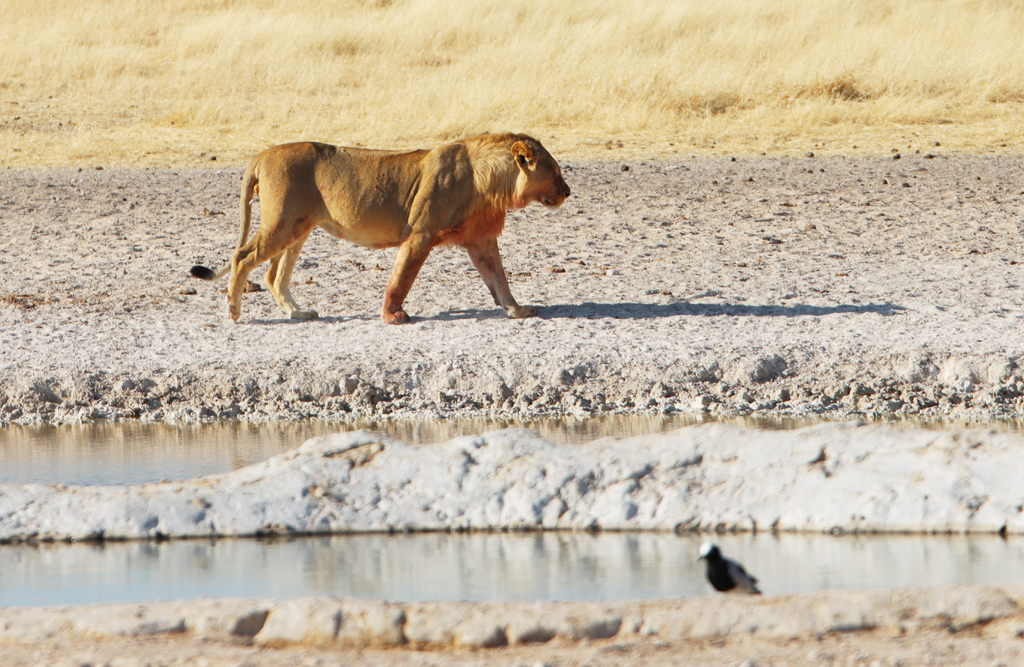 Fotografia lwa zrobiona w Parku Narodowym Etosha w Namibii, autorstwa Ani Wilanowskiej