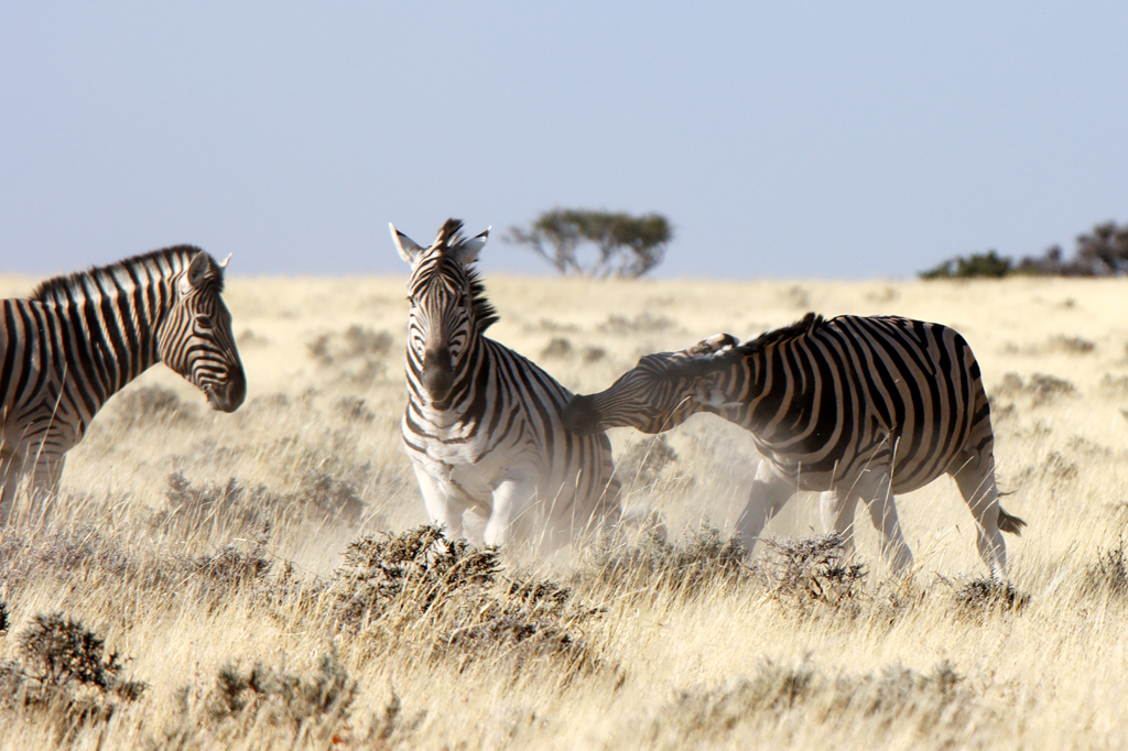 Fotografia zebr zrobiona w Parku Narodowym Etosha w Namibii, autorstwa Ani Wilanowskiej