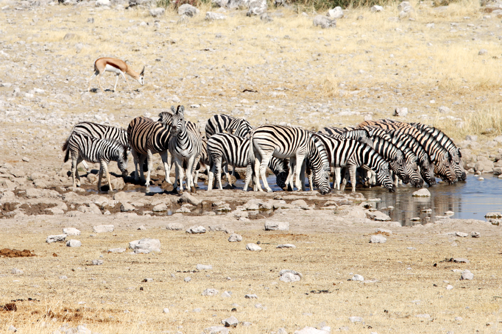 Fotografia zebr przy wodopoju zrobiona w Parku Narodowym Etosha w Namibii, autorstwa Ani Wilanowskiej