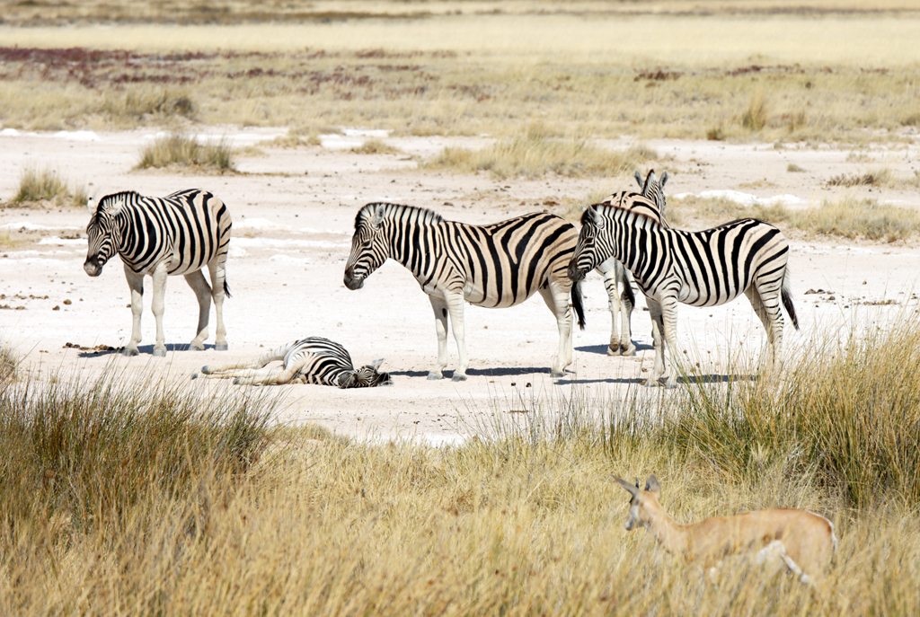 Fotografia zebr zrobiona w Parku Narodowym Etosha w Namibii, autorstwa Ani Wilanowskiej